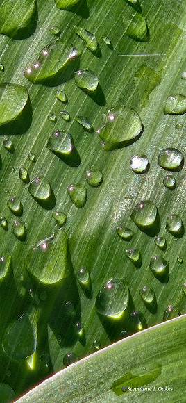 Water on cabbage tree