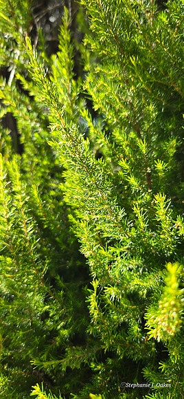 morning on sun on fern
