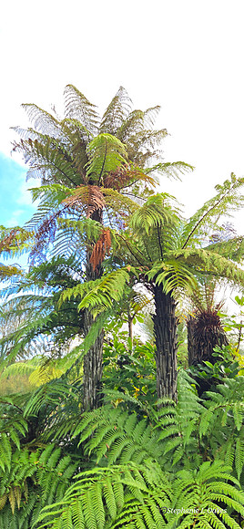 Foliage