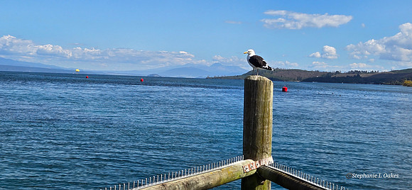 Scenic Seagull