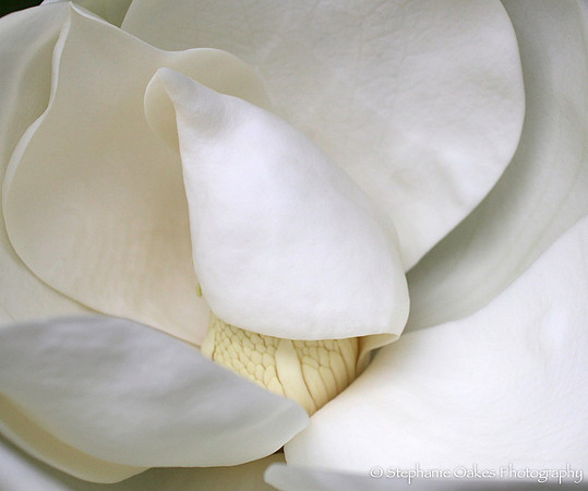 Gardenia