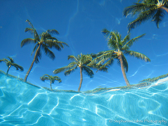 Paradise palms